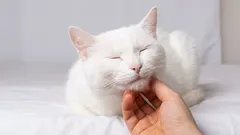 Questi 4 tipi di persone sono considerati dalla gatta come suoi simili, gli altri sono semplicemente dei domestici.