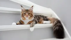 Maine Coon: tutto quello che c'è da sapere su questo gigante dal carattere bonario.