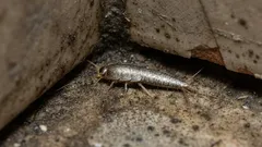 Argento nel bagno? Ecco come individuare la causa e risolvere il problema