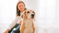 Cosa e in che modo un cane cerca di comunicare al proprio padrone: 7 esempi interessanti