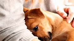 Come i cani ci chiedono aiuto: 7 segnali che spesso non notiamo