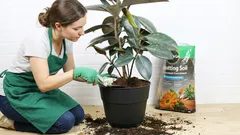 Piante che richiedono un cambio obbligatorio annuale del terriccio. Non perdete l'occasione questa primavera!