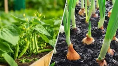 Perché isolare i fagioli dalla cipolla: un errore che li farà appassire entrambi