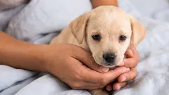 A partire da quale età è possibile lasciare il cucciolo a casa da solo?