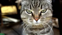 Il gatto dice "ciao" e il padrone lo insulta: come rispondere correttamente ai saluti dell'animale domestico